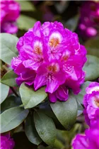  - Rhododendron 'Kate Waterer'