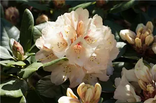  - Rhododendron 'Goldbukett'