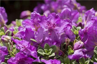  - Rhododendron keleticum