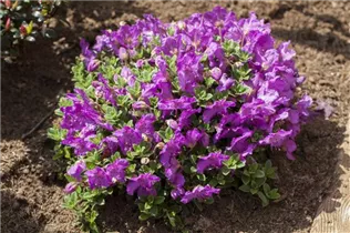  - Rhododendron keleticum