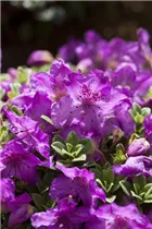  - Rhododendron keleticum