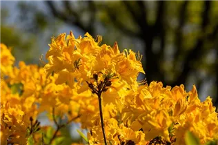  - Rhododendron 'Golden Oriole'