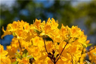  - Rhododendron 'Golden Oriole'