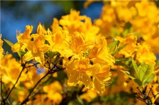  - Rhododendron 'Golden Oriole'
