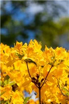  - Rhododendron 'Golden Oriole'