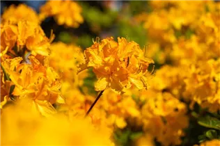  - Rhododendron 'Golden Oriole'