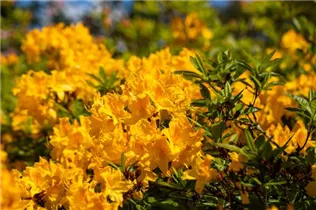  - Rhododendron 'Golden Oriole'