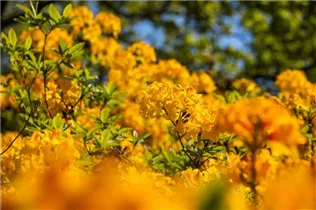  - Rhododendron 'Golden Oriole'