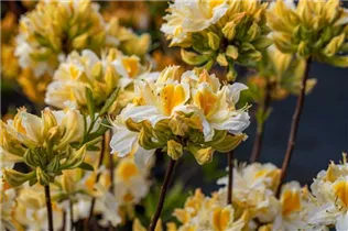  - Rhododendron Knap-Hill