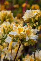  - Rhododendron Knap-Hill