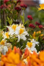  - Rhododendron Knap-Hill