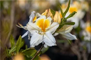  - Rhododendron Knap-Hill