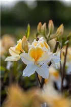  - Rhododendron Knap-Hill