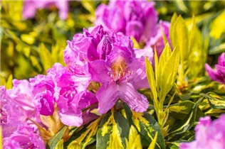  - Rhododendron 'Goldflimmer'