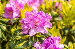  - Rhododendron 'Goldflimmer'