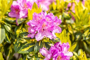  - Rhododendron 'Goldflimmer'