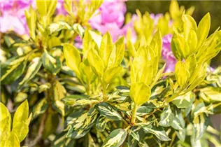  - Rhododendron 'Goldflimmer'