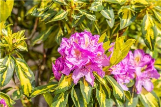  - Rhododendron 'Goldflimmer'