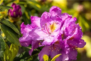  - Rhododendron 'Goldflimmer'