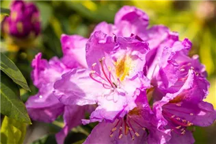  - Rhododendron 'Goldflimmer'