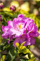  - Rhododendron 'Goldflimmer'