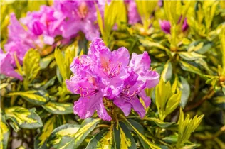  - Rhododendron 'Goldflimmer'