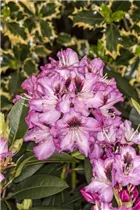  - Rhododendron 'Kokardia'®