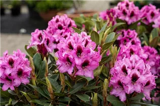  - Rhododendron 'Kokardia'®