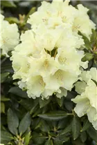  - Rhododendron 'Goldkrone'®