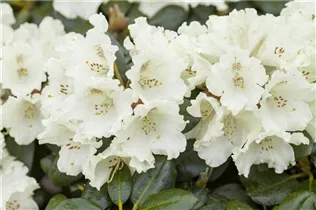  - Rhododendron 'Goldkrone'®