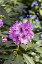  - Rhododendron 'Kordesa'