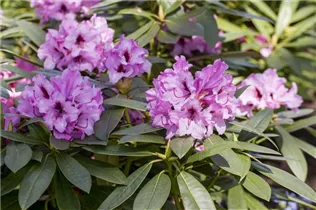  - Rhododendron 'Kordesa'