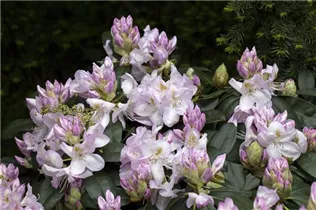  - Rhododendron 'Gomer Waterer'