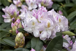  - Rhododendron 'Gomer Waterer'