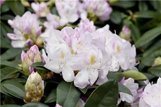  - Rhododendron 'Gomer Waterer'