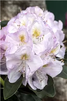  - Rhododendron 'Gomer Waterer'