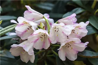  - Rhododendron 'Gomer Waterer'