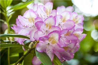  - Rhododendron 'Gomer Waterer'