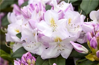  - Rhododendron 'Gomer Waterer'