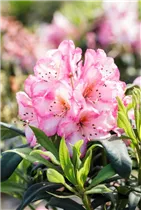  - Rhododendron 'Kurfürstin Sophie'