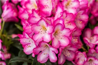  - Rhododendron 'Kurfürstin Sophie'