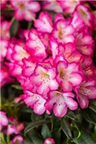  - Rhododendron 'Kurfürstin Sophie'
