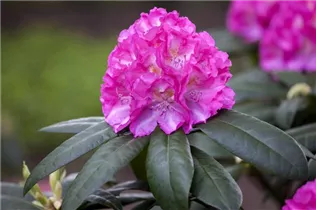 - Rhododendron 'Graf Zeppelin'  - Rhododendron 'Graf Zeppelin'