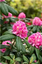 - Rhododendron 'Graf Zeppelin'  - Rhododendron 'Graf Zeppelin'