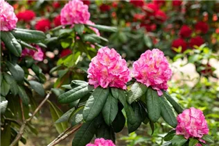 - Rhododendron 'Graf Zeppelin'  - Rhododendron 'Graf Zeppelin'