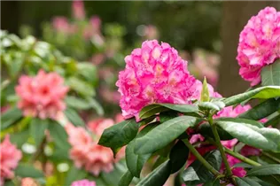 - Rhododendron 'Graf Zeppelin'  - Rhododendron 'Graf Zeppelin'