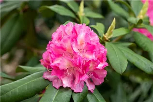- Rhododendron 'Graf Zeppelin'  - Rhododendron 'Graf Zeppelin'