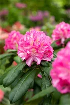 - Rhododendron 'Graf Zeppelin'  - Rhododendron 'Graf Zeppelin'