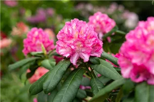 - Rhododendron 'Graf Zeppelin'  - Rhododendron 'Graf Zeppelin'
