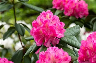 - Rhododendron 'Graf Zeppelin'  - Rhododendron 'Graf Zeppelin'